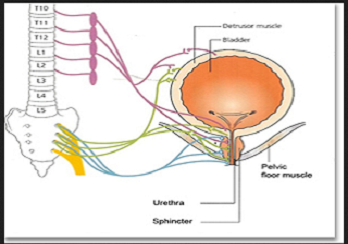 Neurogenic Bladder & Urodynamics