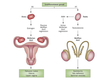 Disorders of sex development (DSDs)