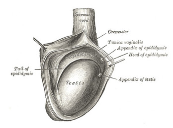 Spermatic Cord Diseases, Hernia, Hydrocele, Varicocele